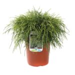 chamaecyparis pisifera filifera sungold 3