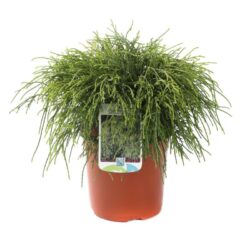 chamaecyparis pisifera filifera sungold 3