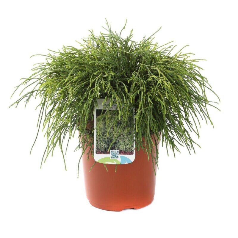 chamaecyparis pisifera filifera sungold 3