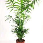 chamaedorea elegans