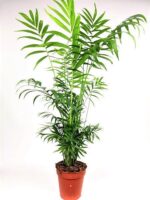 chamaedorea elegans