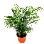 chamaedorea elegans 2