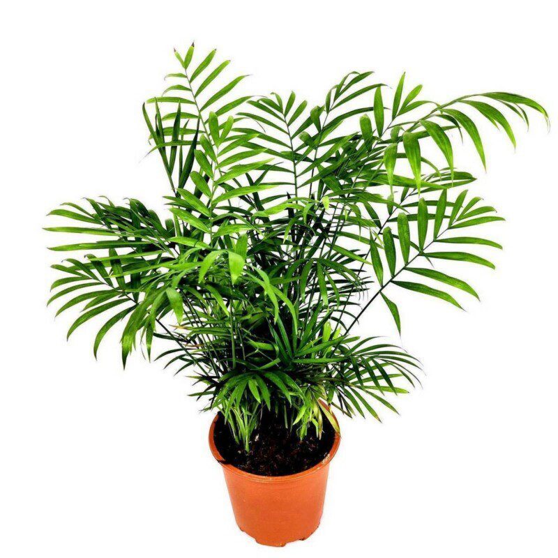 chamaedorea elegans 2