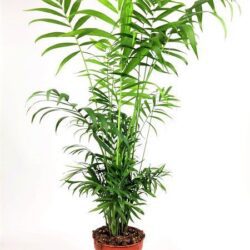chamaedorea elegans