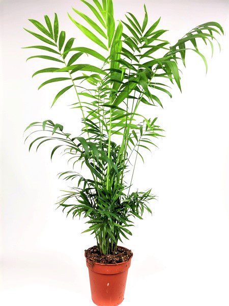 chamaedorea elegans
