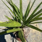 chamaerops humilis palma 1