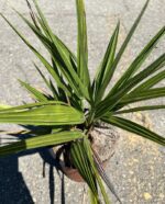 chamaerops humilis palma 1