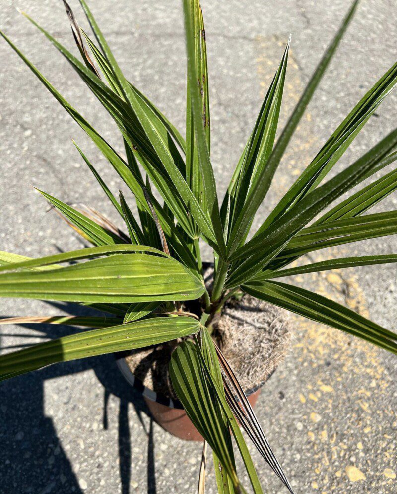 chamaerops humilis palma 1 chamaerops humilis palma 1