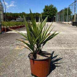 chamaerops humilis palma 2 1