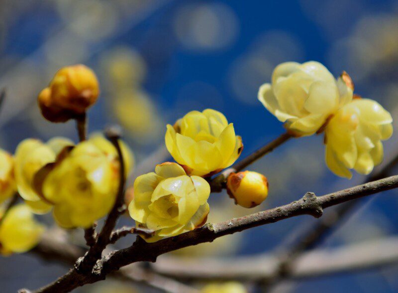 chimonanthus praecox calicanto invernale 2 chimonanthus praecox calicanto invernale 2