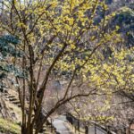 chimonanthus praecox calicanto invernale 4