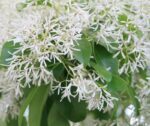 chionanthus retusus 1