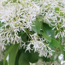 chionanthus retusus 1