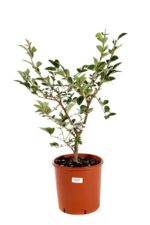 chionanthus retusus