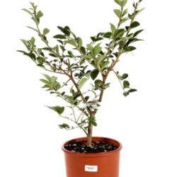 chionanthus retusus