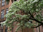 chionanthus retusus 3
