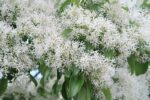 chionanthus virginicus albero della neve 1
