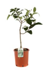 chionanthus virginicus albero della neve