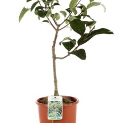 chionanthus virginicus albero della neve