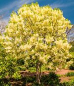 chionanthus virginicus albero della neve 3