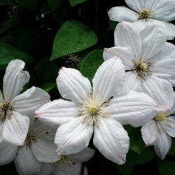 clematis apollonia clematide 1