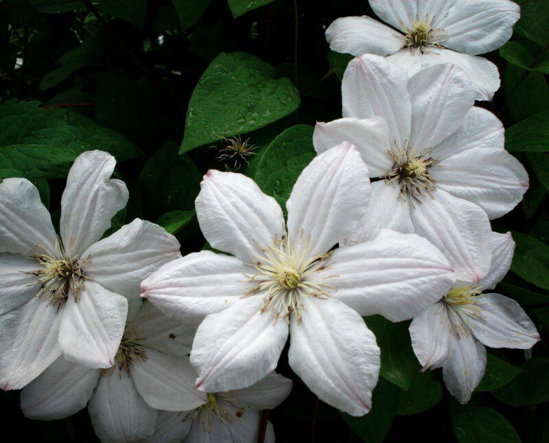 clematis apollonia clematide 1