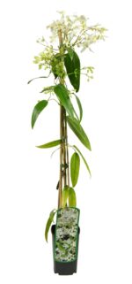 clematis armandii clematide 1