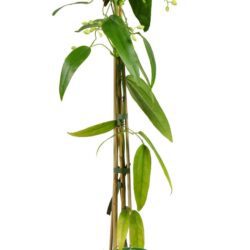 clematis armandii clematide 1