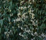 clematis armandii clematide
