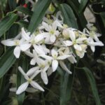 clematis armandii clematide 2