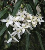 clematis armandii clematide 2