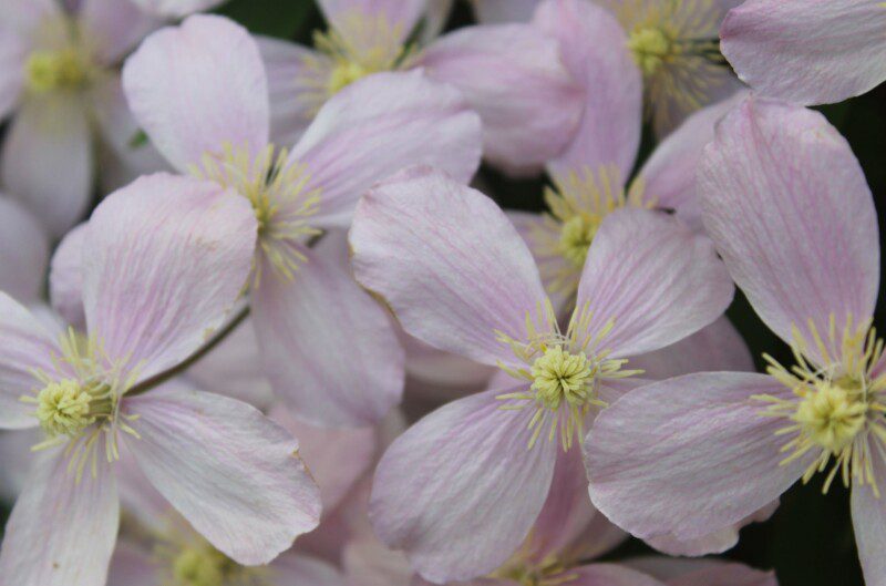 clematis montana rubens clematide