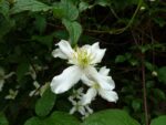 clematis montana wilsonii clematide 1