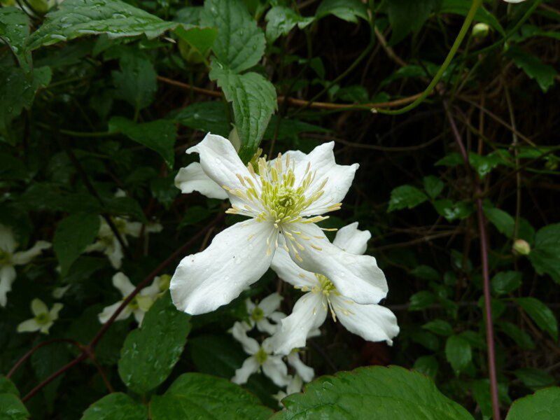 clematis montana wilsonii clematide 1 clematis montana wilsonii clematide 1