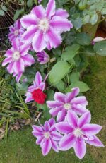 clematis nelly moser clematide