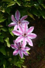 clematis nelly moser clematide 2