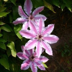 clematis nelly moser clematide 2