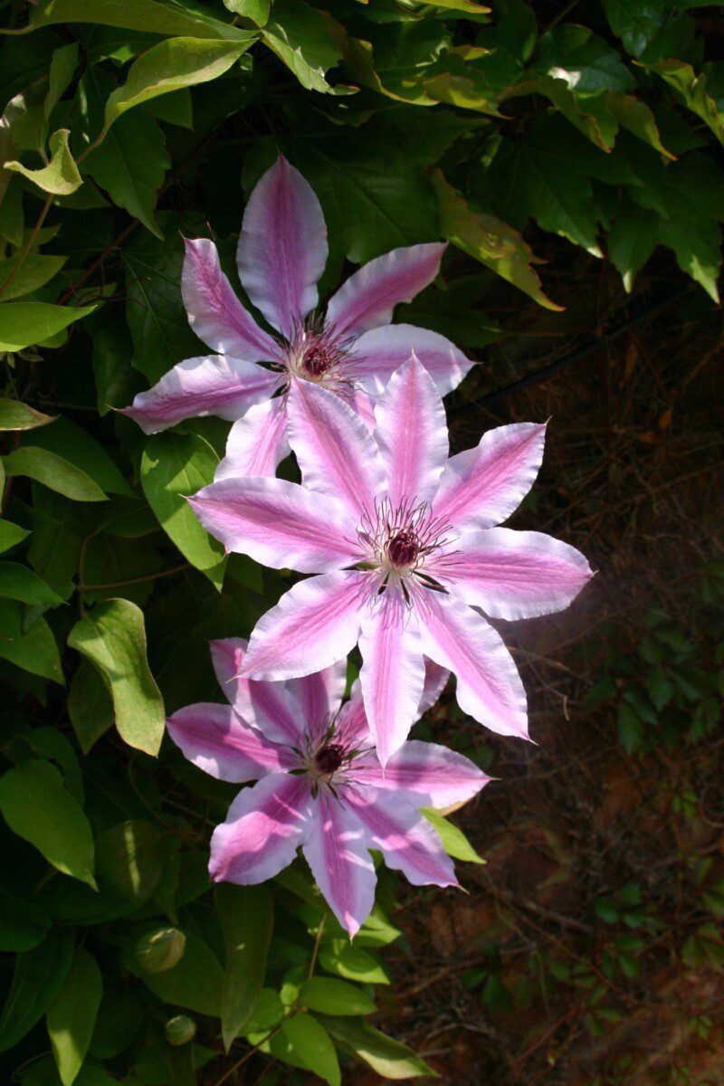 clematis nelly moser clematide 2 clematis nelly moser clematide 2