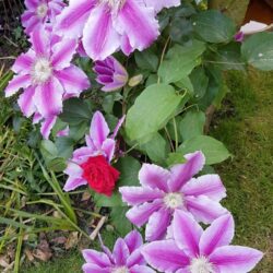 clematis nelly moser clematide