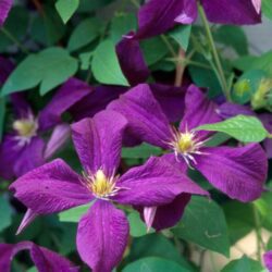 clematis polish spirit clematide