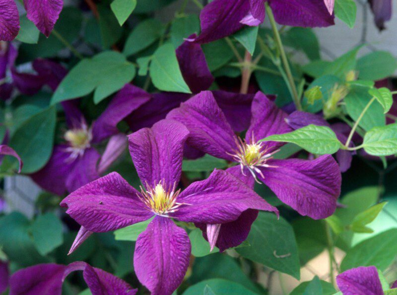 clematis polish spirit clematide