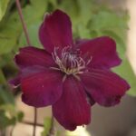 clematis rouge cardinal clematide