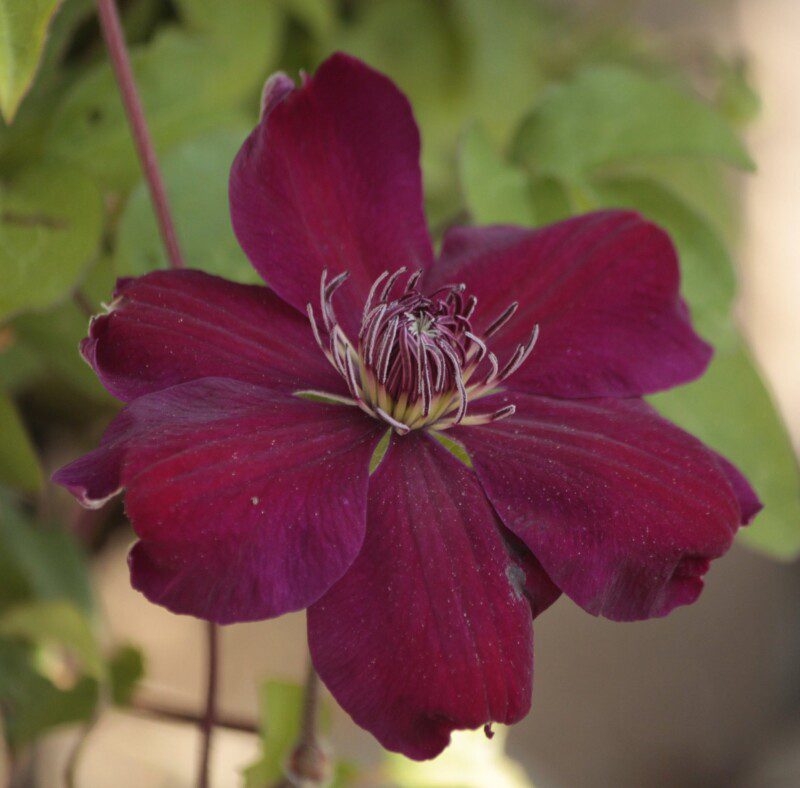 clematis rouge cardinal clematide