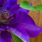 clematis the president clematide