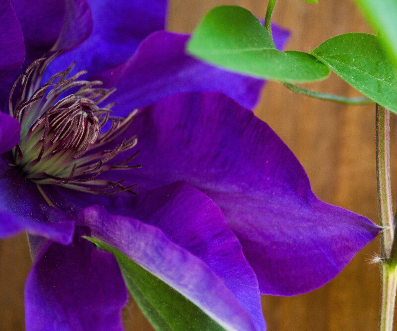 clematis the president clematide clematis the president clematide