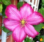 clematis ville de lyon clematide 1