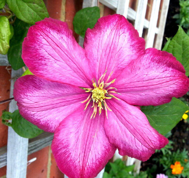 clematis ville de lyon clematide 1