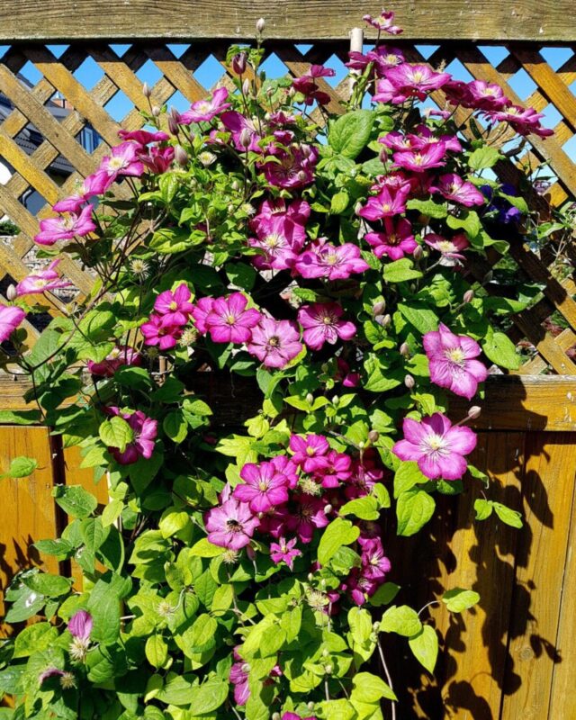 clematis ville de lyon clematide