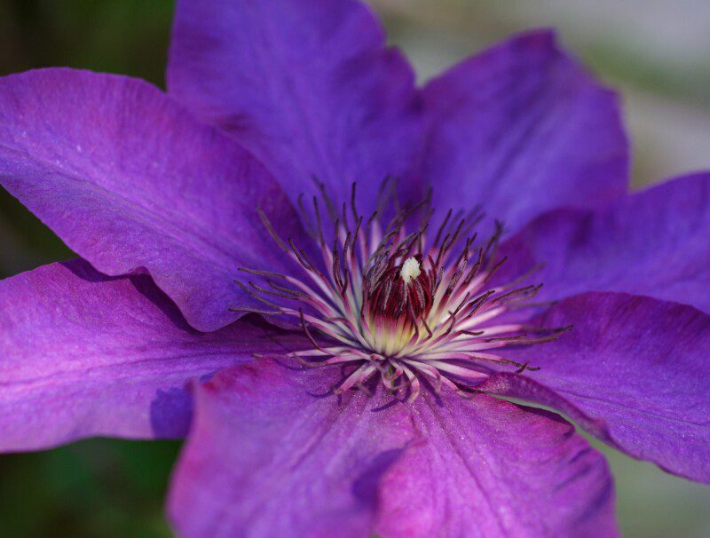 clematis viola clematide