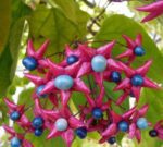 clerodendrum trichotomum clerodendro 1